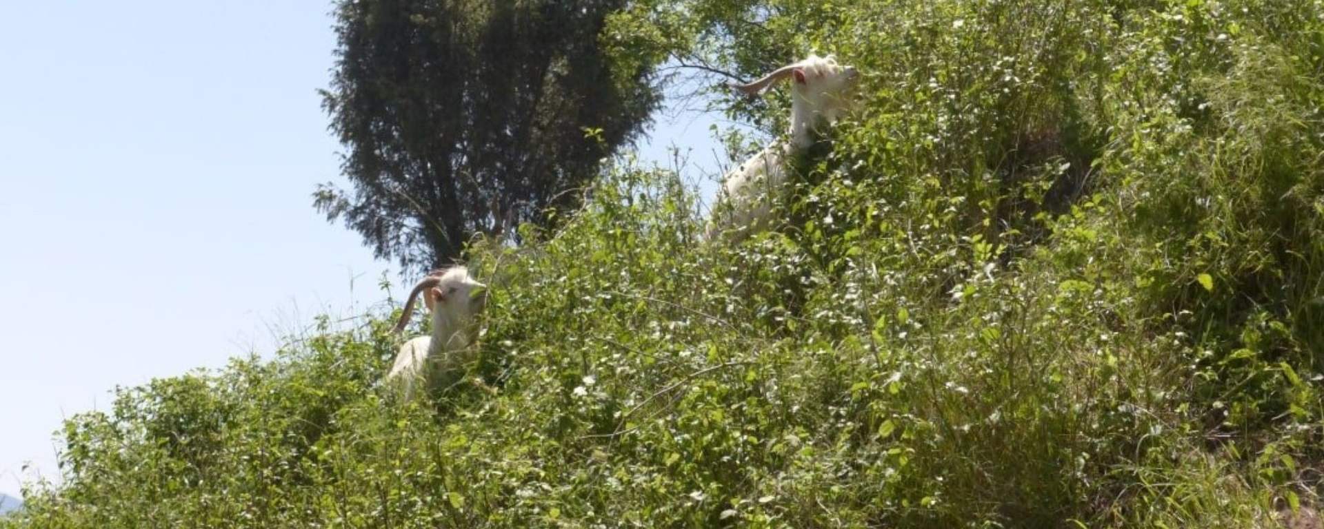 Kozy na wzgórzu zamkowym Czorsztyn