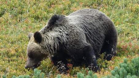 W Tatrach to niedźwiedzie są gospodarzami