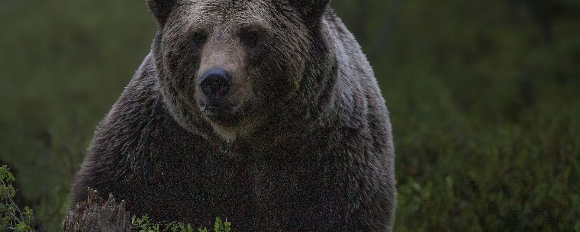 Niedźwiedź w Tatrach zaatakował grzybiarza